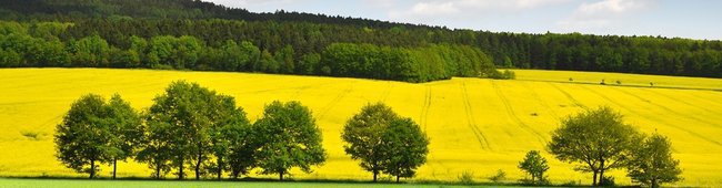 Obraz wprowadzający do artykułu